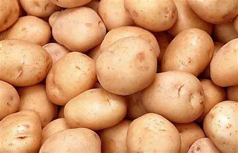 土豆什么时候进入中国_粮食种植网 - 撒哈拉