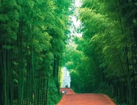 中国最有名的原始森林有哪些（中国最美十大原始森林排行榜）-飞扬号