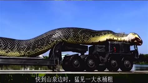 中国最毒的蛇_中国十大毒蛇排名 - 随意云
