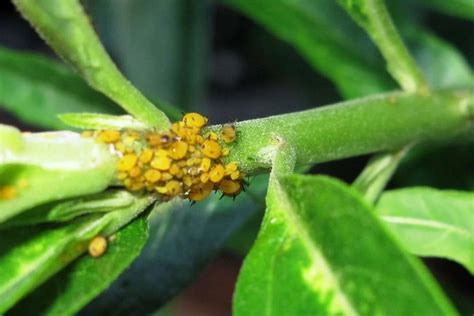 养花常见介壳虫、蚜虫、白粉虱，1个简单方法，不用农药也可清除 - 知乎