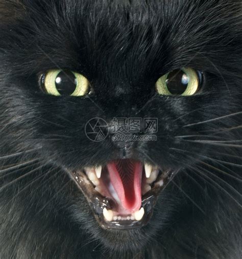 黑猫在白色背景面前发怒高清图片下载-正版图片303923880-摄图网