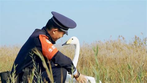 与候鸟为伴的“生态警长” - 读我网 山东商报 速豹新闻网
