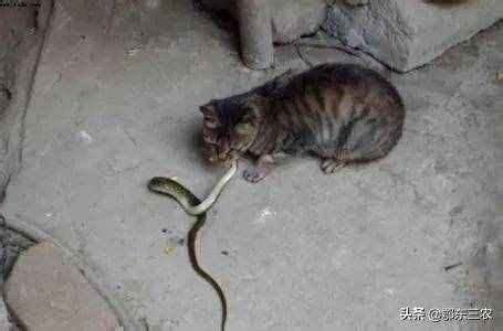 十大最诡异的蛇 - 王蛇为什么不怕毒蛇 - 毒蛇会进家里吗