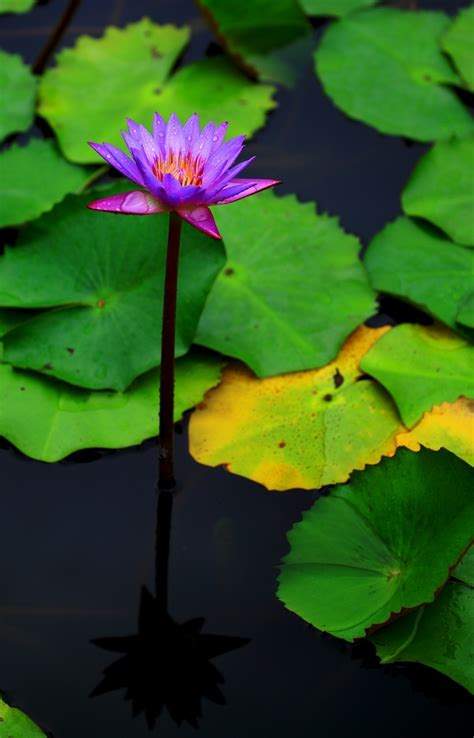 花瓣春天紫莲的外观是佛教美丽象征是佛教美丽象征外貌高清图片下载-正版图片307716302-摄图网
