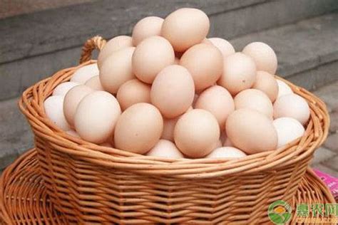 2019年9月份全国鸡蛋价格及走势分析 - 惠农网