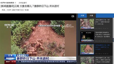[新闻直播间]云南 大象去哪儿？象群昨日下山 并未进村【CCTV13 新闻直播间2021年06月 _www.isenlin.cn