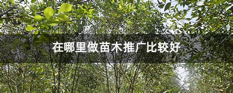 常用苗木表TXT表格-园林景观培训讲义-筑龙园林景观论坛