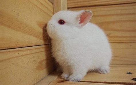 世界上最可爱的兔子，荷兰侏儒兔（看一眼能把人萌翻）_小狼观天下
