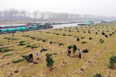 江苏扬州：义务植树 运河再添新绿-人民图片网