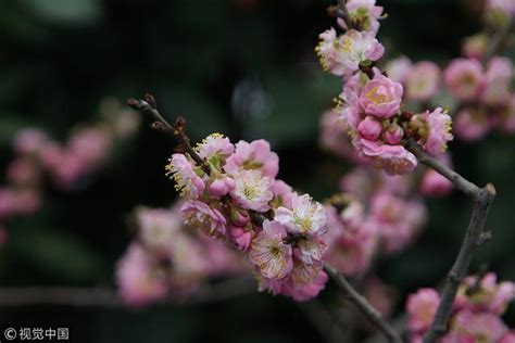 梅花的栽植历史悠久，梅花品种繁多，你知道你赏的是哪种梅吗？-绿宝园林网