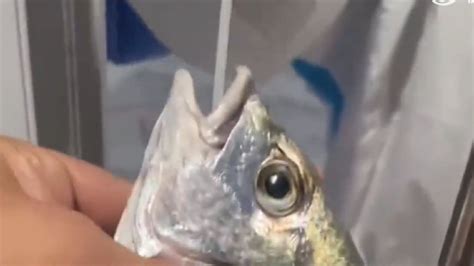 厦门“给鱼做核酸”引关注，专家称没有证据证明鱼会感染新冠病毒_手机新浪网
