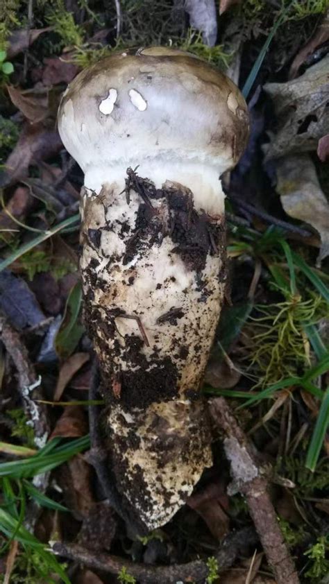 老鹰菌图片