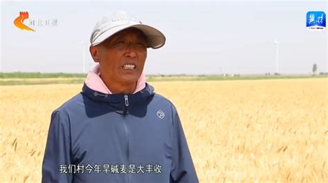 战“三夏”夺丰收 | 河北：麦收抢进度 服务有保障