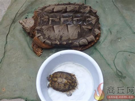 永城市民4800元买巨型龟欲放生 为珍稀凶残物种_大豫网_腾讯网