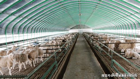 产业集群典型案例——唐县富民产业领头羊_养殖_肉羊_发展