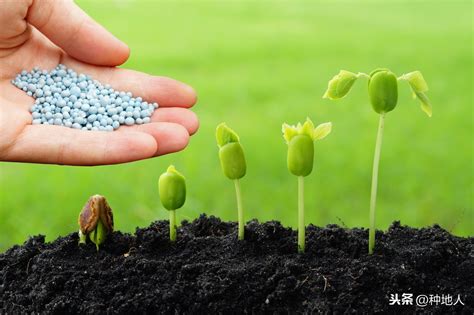 氮肥是什么肥（常见氮肥的分类、肥料特性与正确使用方法） - 花晓网