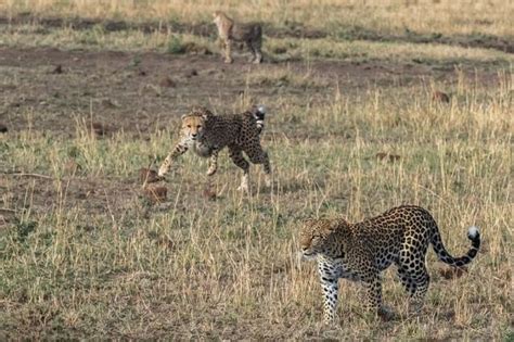 吓死！南非猎豹1.5米距离突袭摄影师凶相毕露_新浪图片