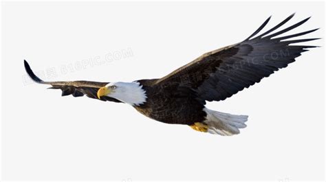 展翅的鹰素材图片免费下载-千库网