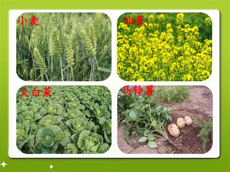 中国第一部农业百科全书是什么-解历史