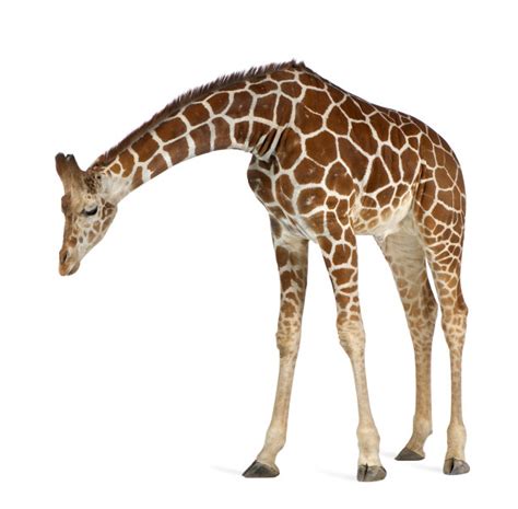 长颈鹿有“超级高血压”，这一基因成保命关键，有500种独有基因|长颈鹿|基因|高血压_新浪新闻