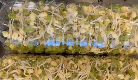 自发绿豆芽的做法-百度经验