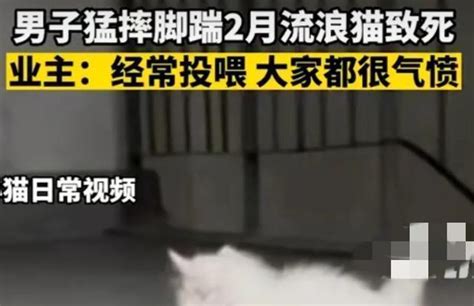 男子脚踹两个月的流浪猫致死，监控下的甩猫行为令人气愤_宠界新闻