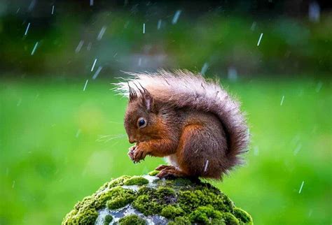 动物哪些行为预示下雨的现象呢,下雨天小动物有哪些预兆-兔宝宝游戏网