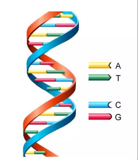 DNA双螺旋结构模型 - 知乎