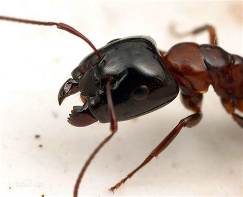 世界上最大的巨型蚂蚁，非洲的矛蚁（头尾长达4厘米）_探秘志