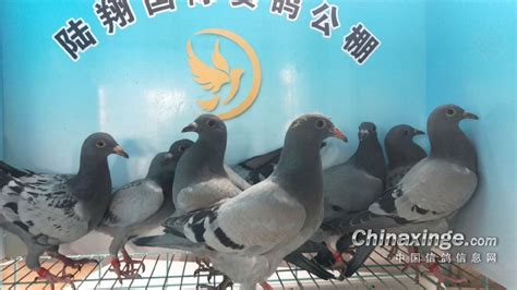 中国信鸽协会app官方下载-中国信鸽协会查脚环号下载v2.17.0 安卓版-9663安卓网