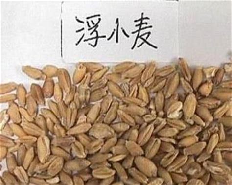 浮小麦图片
