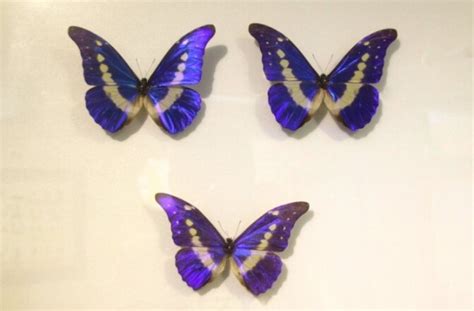 英国自然历史博物馆举行“蝴蝶探索者”展预展 - 神秘的地球 科学|自然|地理|探索