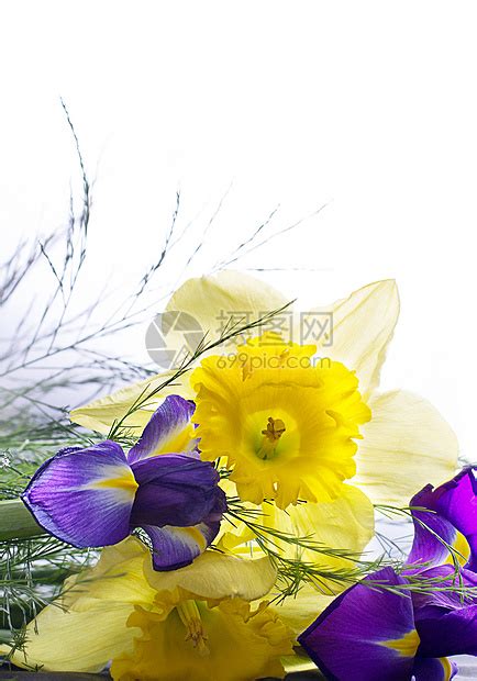 绿色叶子和紫罗兰花的自恋高清图片下载-正版图片320855471-摄图网