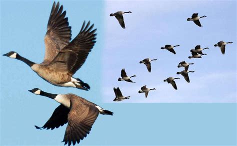大雁和天鹅的区别（鹅和大雁有什么关系） – 碳资讯