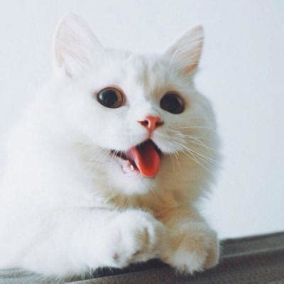 qq头像动物非主流