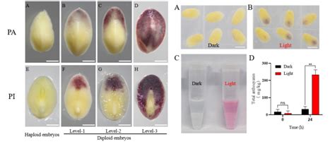 科研人员研究揭示玉米二倍体幼胚显色调控机制_要闻_资讯_种业商务网