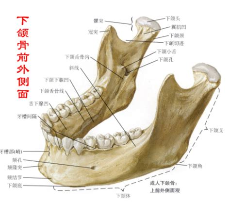 下颌骨图片