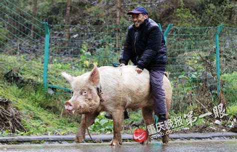 人牵猪图片,一个人牵着猪的图片,牵着一只猪的图片_大山谷图库