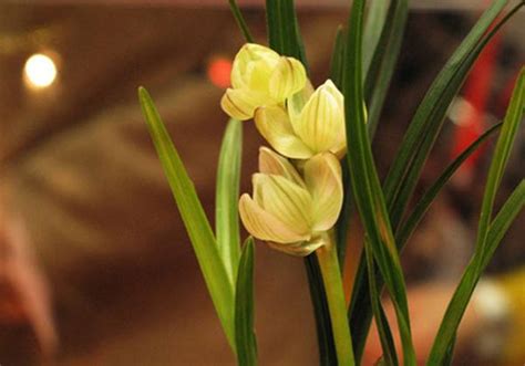 8大名贵兰花品种，热爱兰花的你认识几种？|惠兰|兰花|翡翠_新浪新闻