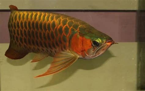 佳木斯观赏鱼市场怎么选择发色的小红龙 - 女王大帆鱼 - 广州观赏鱼批发市场