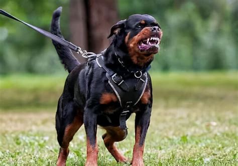 十大最凶猛的狗 世界上最凶猛的狗_宠物百科 - 养宠客