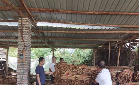广西北海合浦乌家产业园发展木材加工业助推乡村振兴-中国木业网
