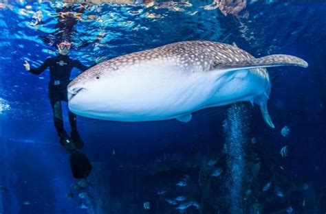 地球上最大的鱼类-鲸鲨
