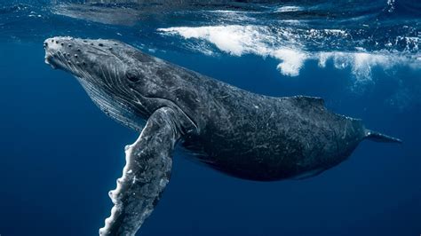 谁才是有史以来的最强的鲸鱼？虎鲸、梅尔维尔鲸还是龙王鲸？|梅尔维尔鲸|虎鲸|龙王_新浪新闻