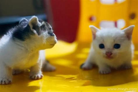 超萌可爱的一群小猫咪平板壁纸高清图片2023最新款_配图网