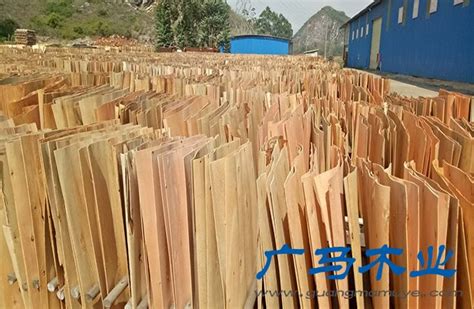广西桉木木模板供应