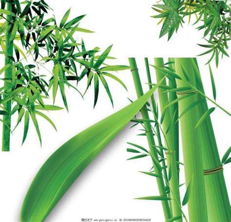 以竹写一段话,描写竹子的画,围绕竹子写一段话_大山谷图库