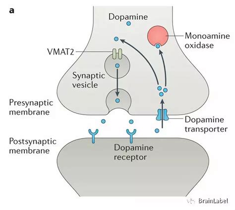多巴胺的合成代谢途径