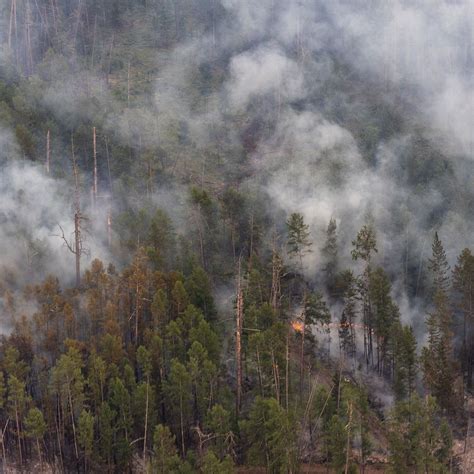 俄罗斯森林消防部门一天内扑灭151处自然火灾 - 2022年5月3日, 俄罗斯卫星通讯社