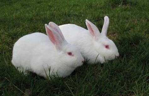 兔子的生长周期是多久？ - 惠农网